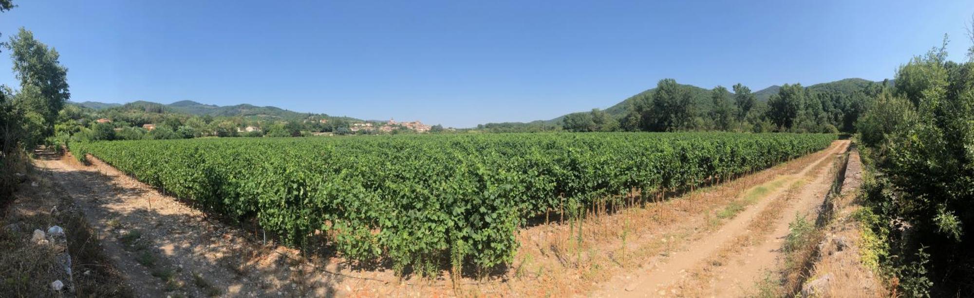 Villa Les Martinets-Piscine-Jacuzzi-Voie Verte-Gorges D'Heric-Massif Du Caroux Mons Olargues 34600 Le Poujol-sur-Orb المظهر الخارجي الصورة